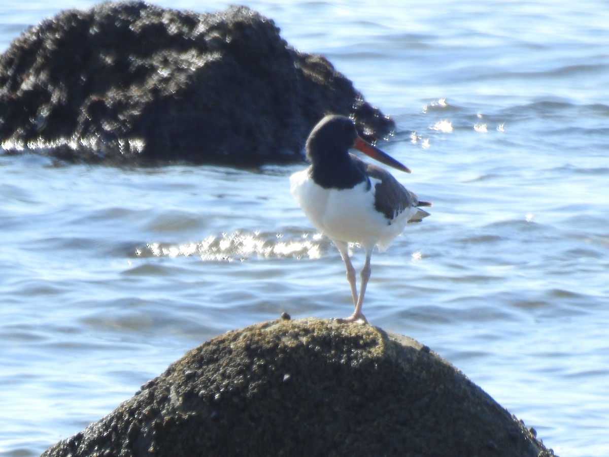 American Oystercatcher - ML641944292
