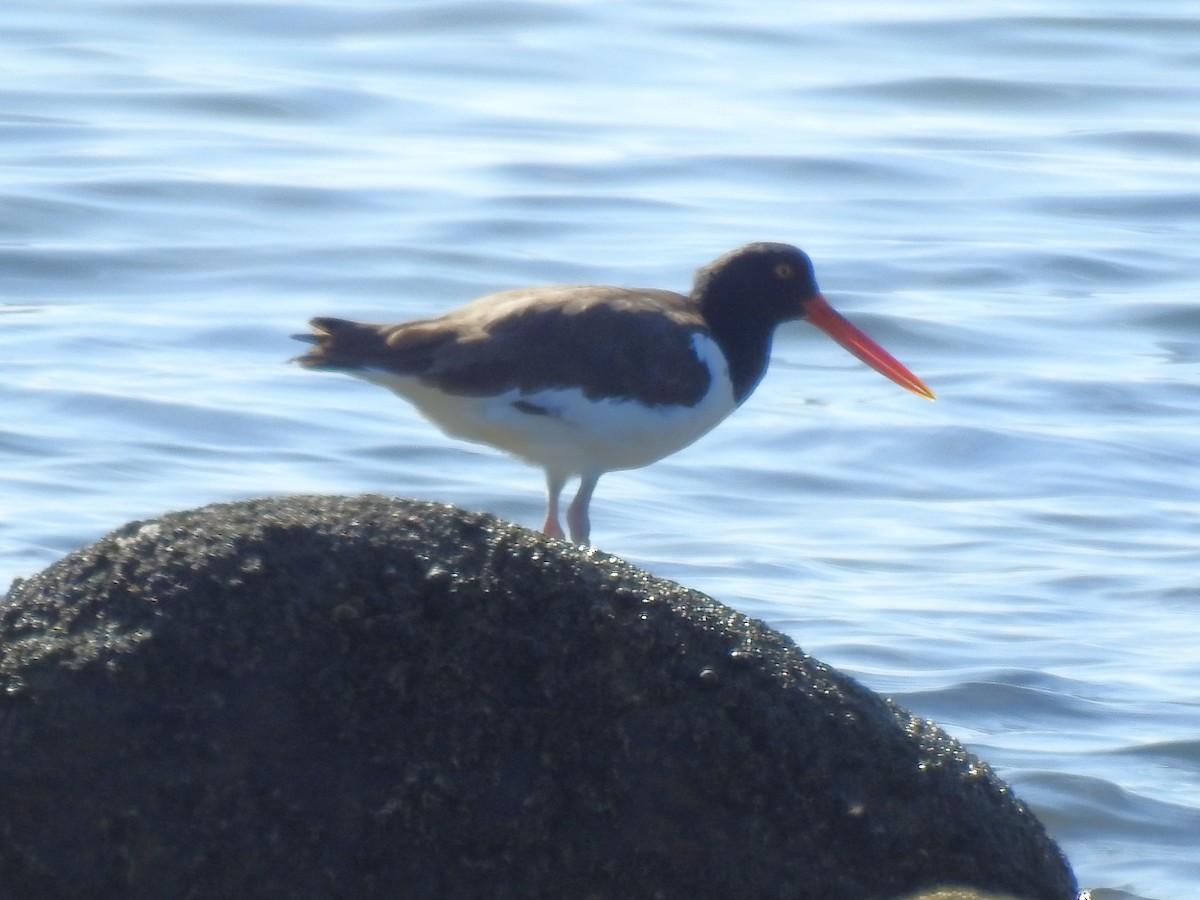 American Oystercatcher - ML641944293