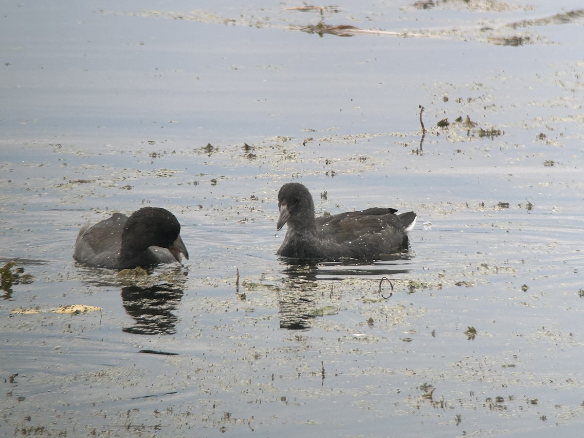 American Coot (Red-shielded) - ML641944294
