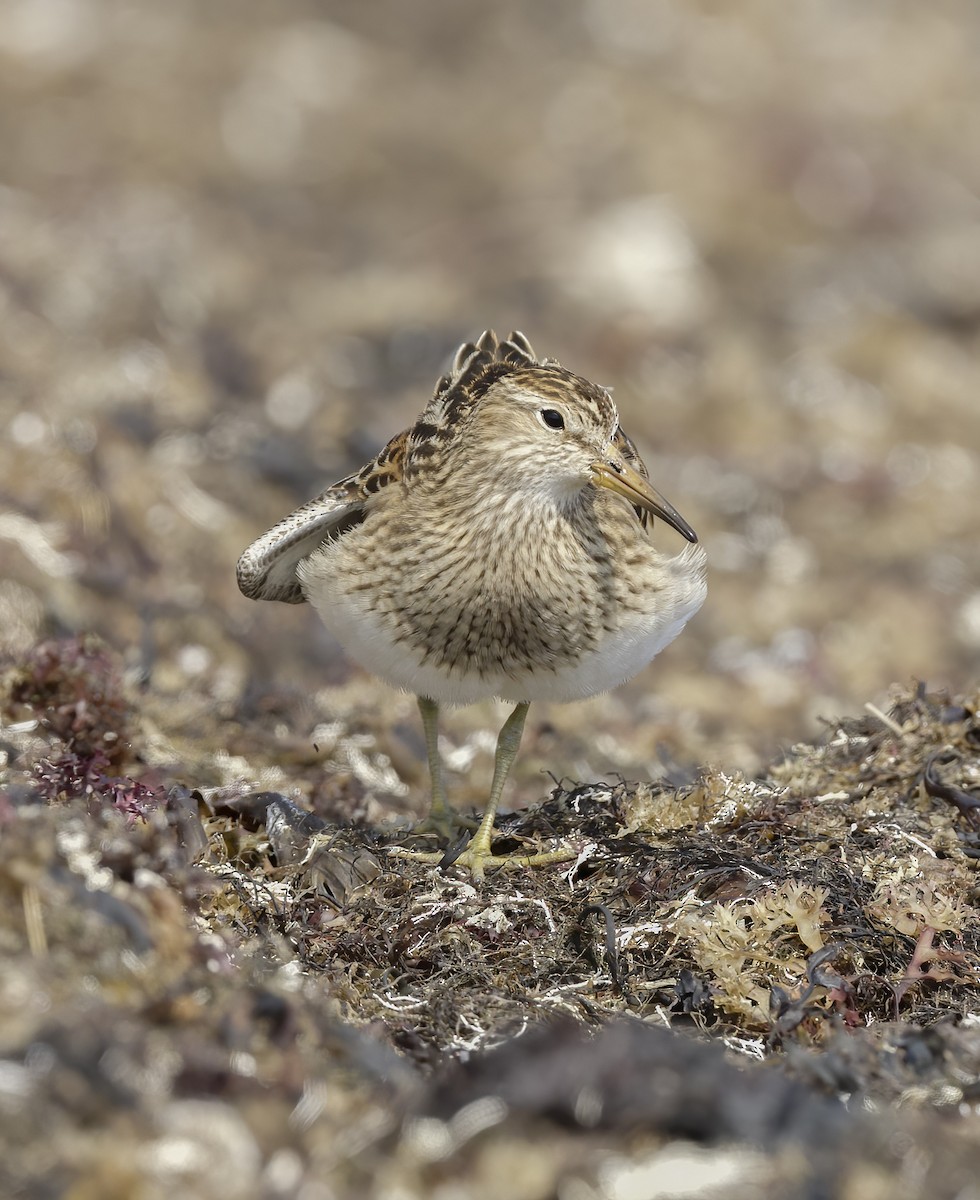 Pectoral Sandpiper - ML641944297