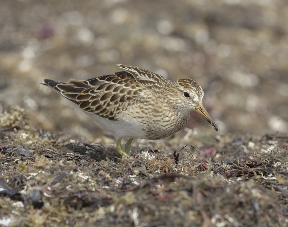Pectoral Sandpiper - ML641944298
