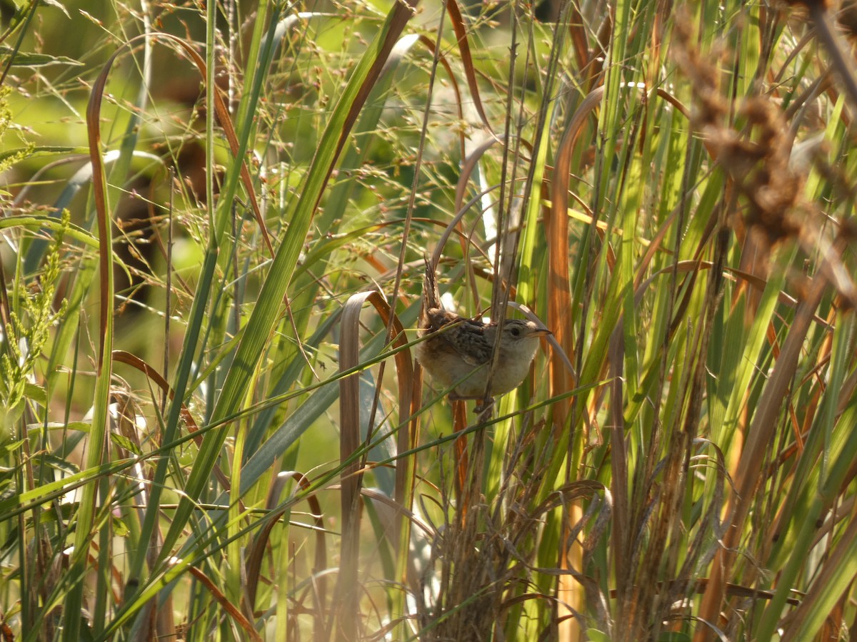 Sedge Wren - ML641944300