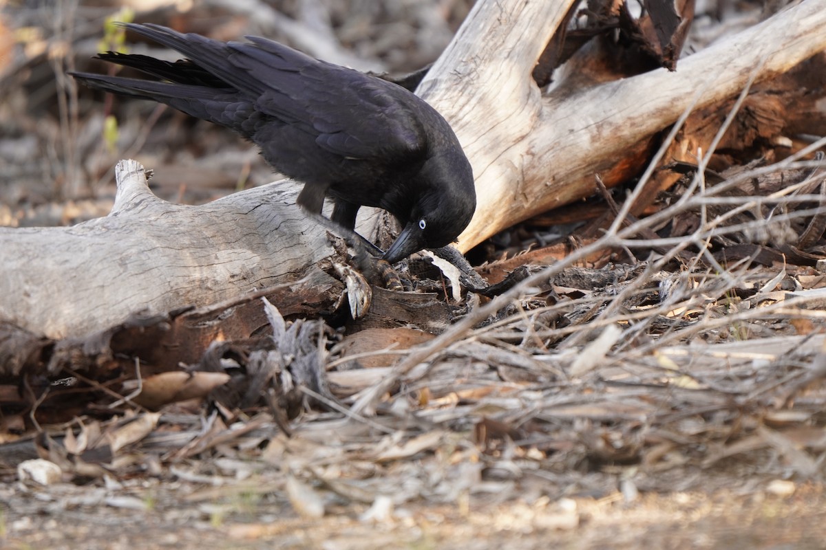 Little Raven - ML641944302