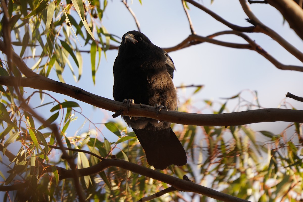 Little Raven - ML641944303