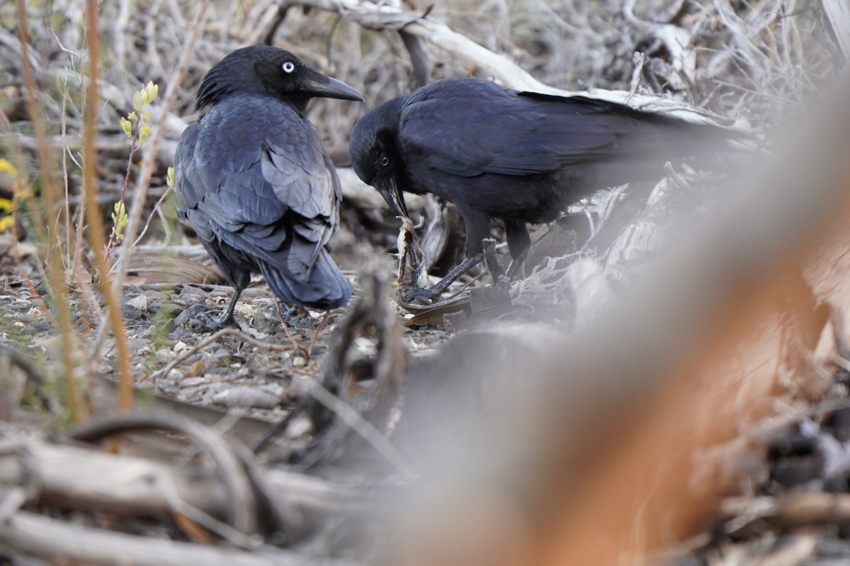 Little Raven - ML641944304