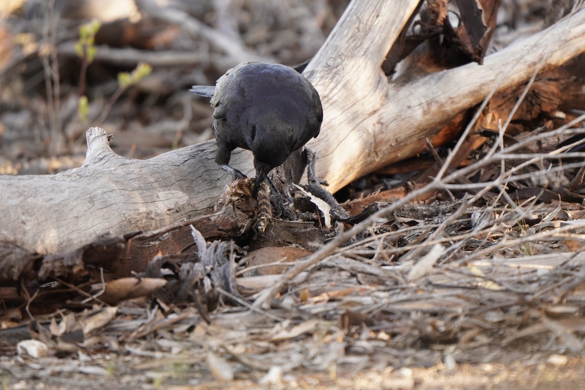 Little Raven - ML641944305