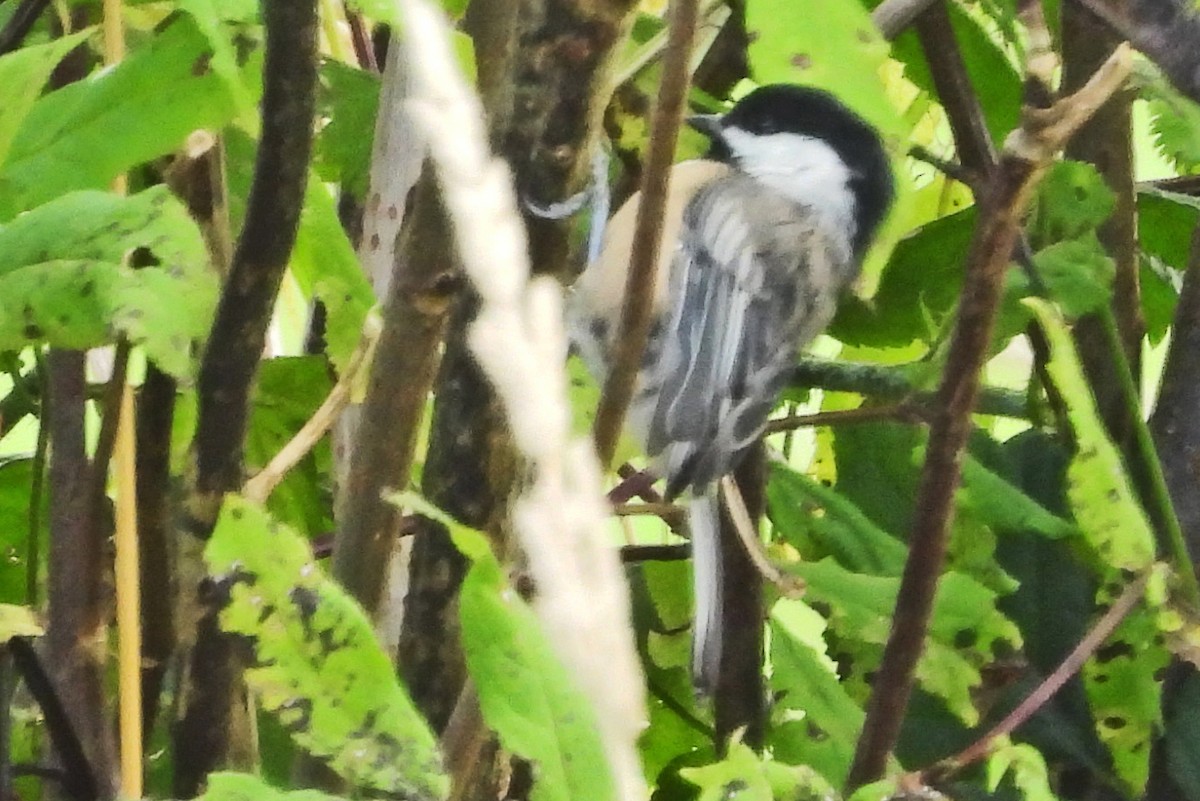 Black-capped Chickadee - ML641944312
