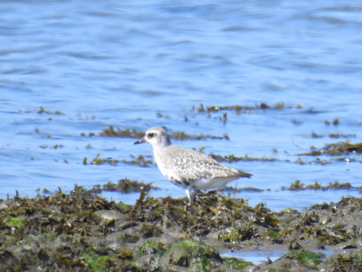 Black-bellied Plover - ML641944313