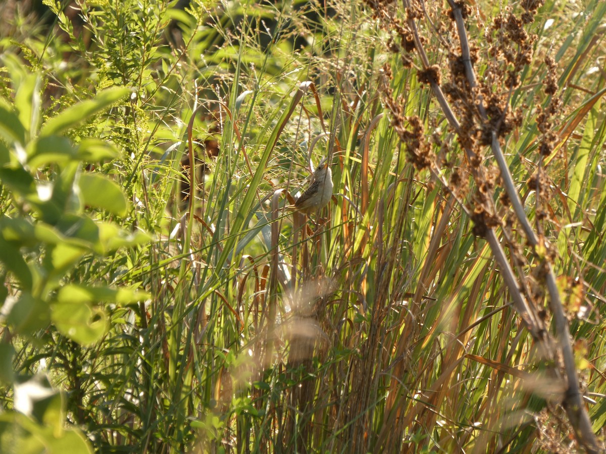 Sedge Wren - ML641944315