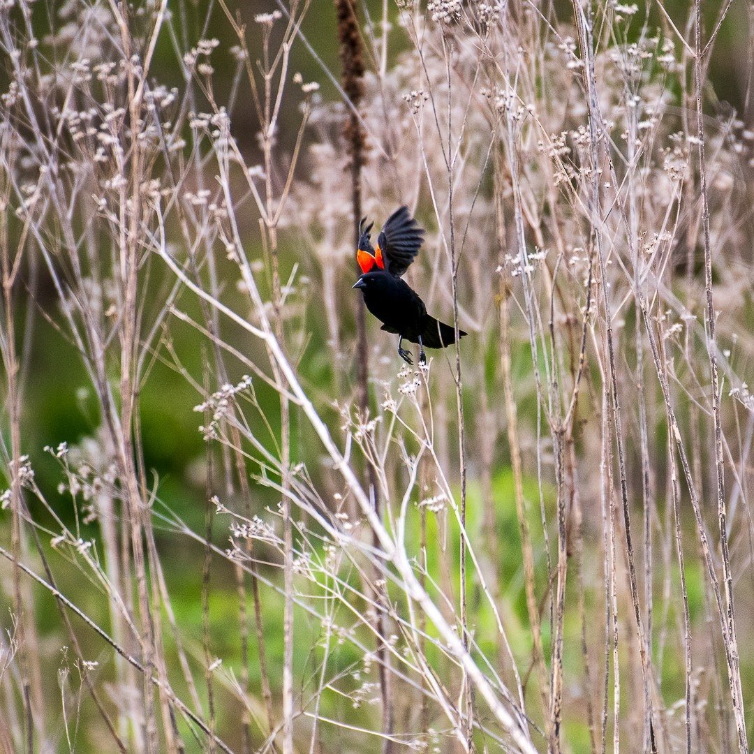Red-winged Blackbird - ML641944316