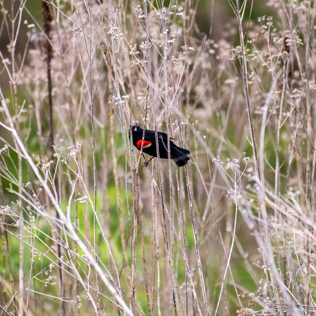 Red-winged Blackbird - ML641944317