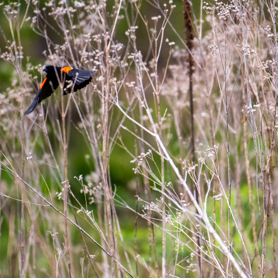 Red-winged Blackbird - ML641944318