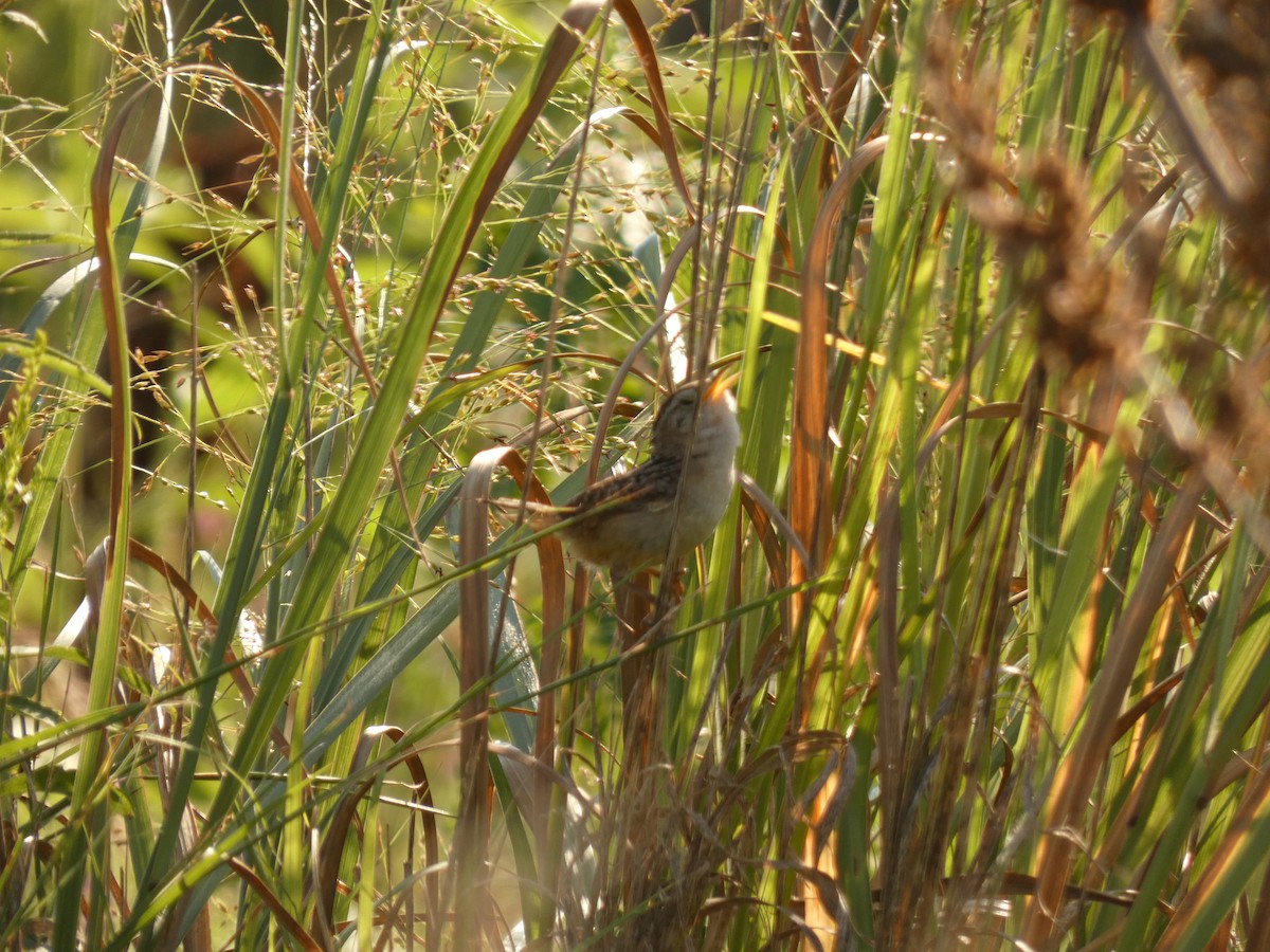 Sedge Wren - ML641944320