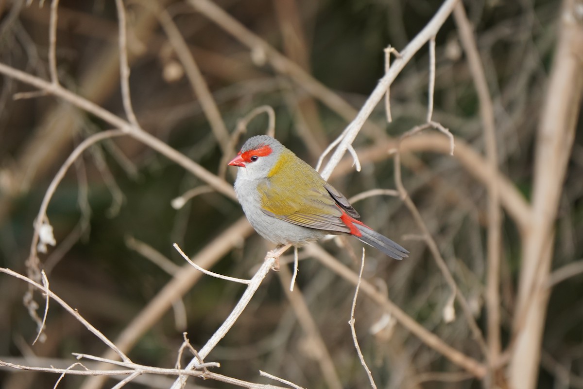 Red-browed Firetail - ML641944321