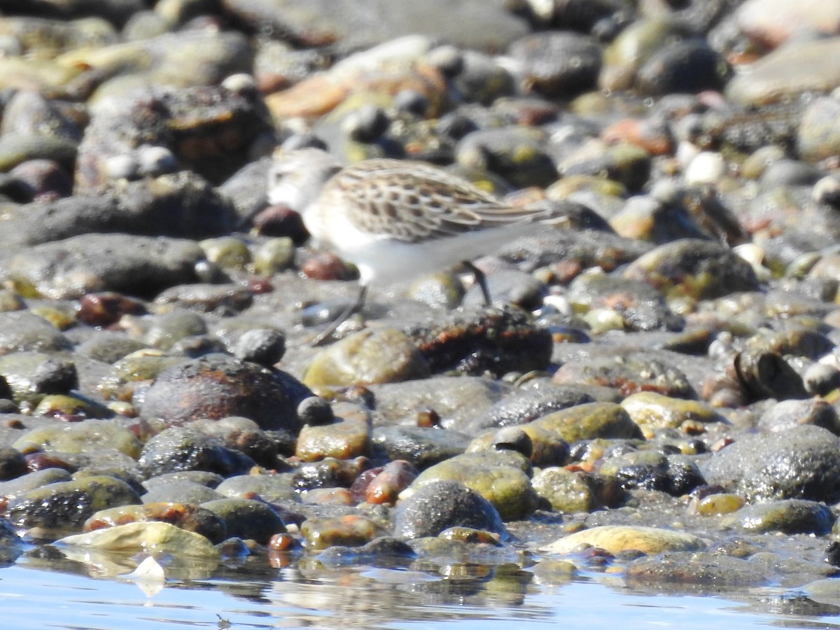Semipalmated Sandpiper - ML641944322