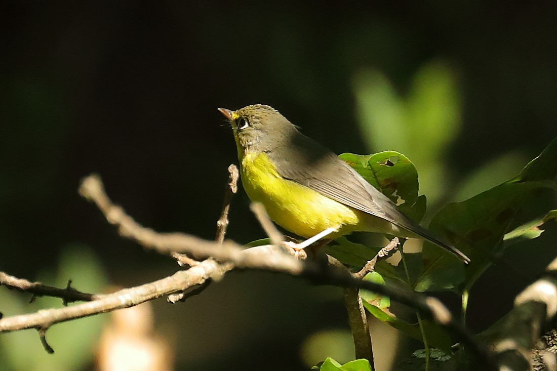 Canada Warbler - ML641944323