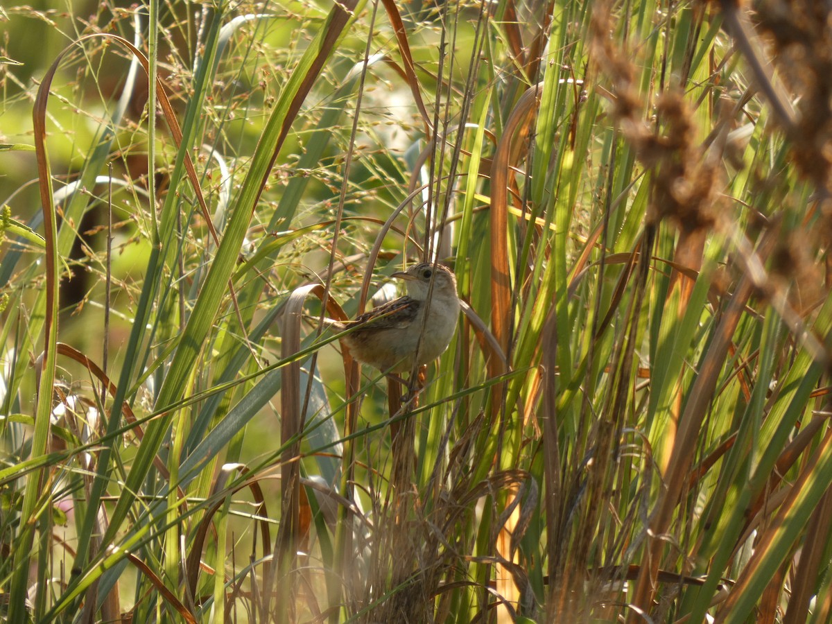 Sedge Wren - ML641944324