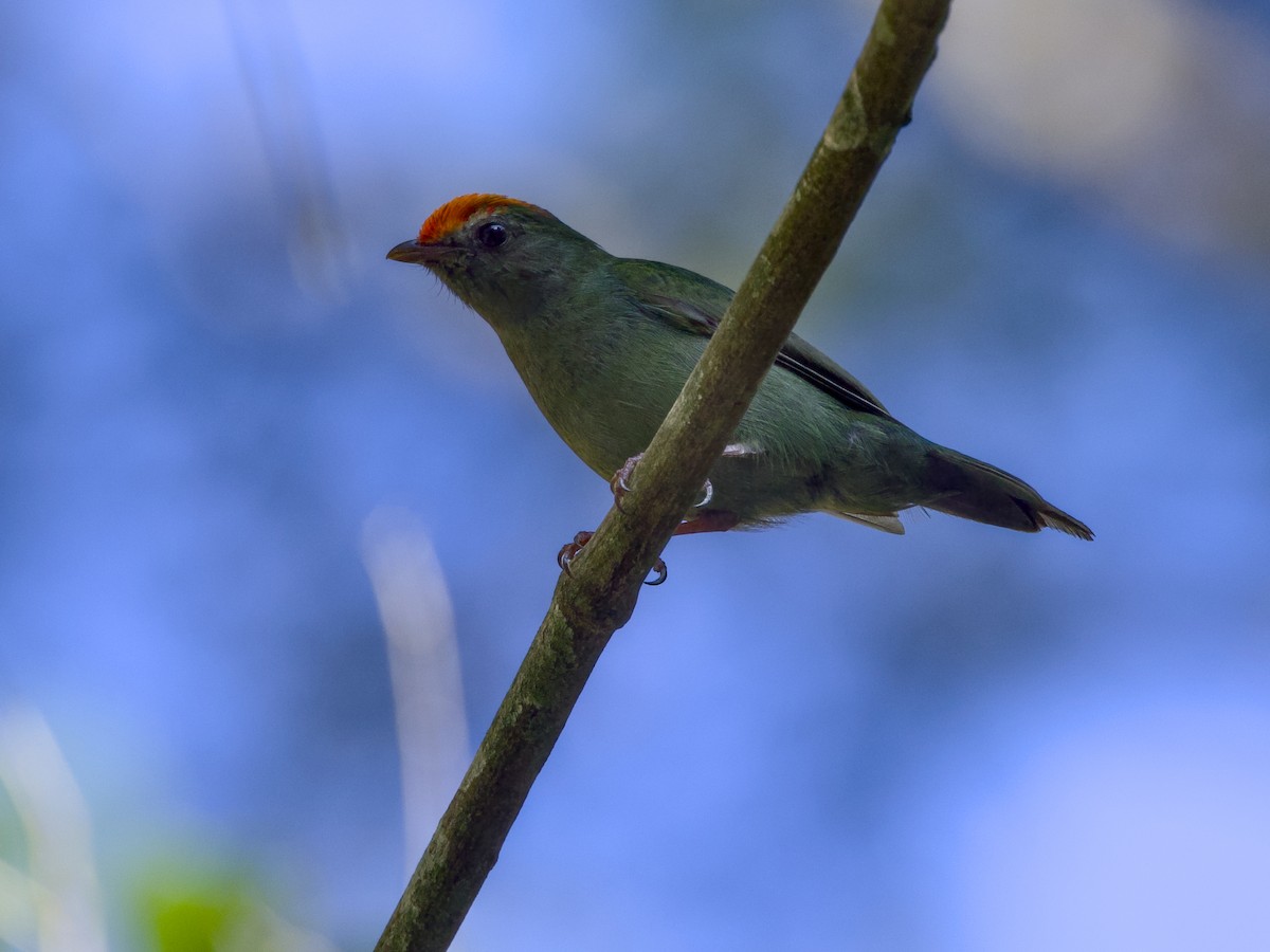 Swallow-tailed Manakin - ML641944325