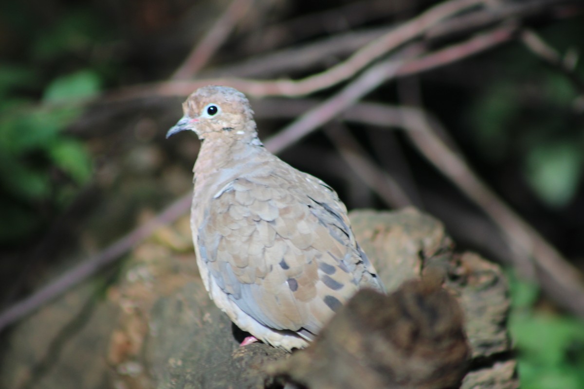 Mourning Dove - ML641944326