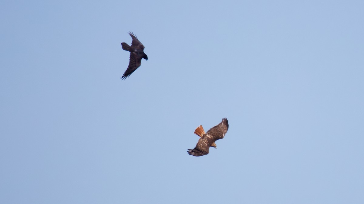 Red-tailed Hawk - ML641944327