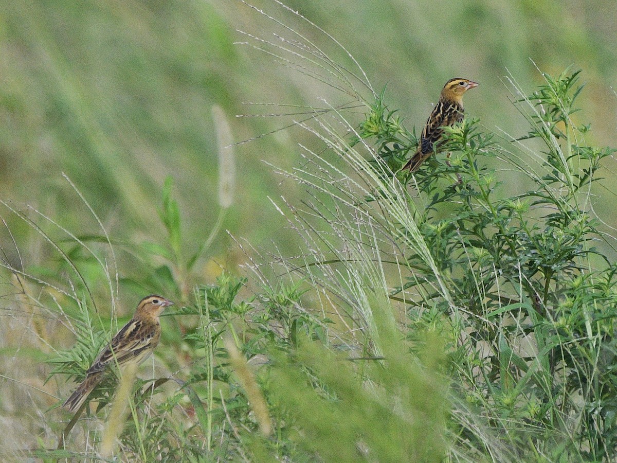 Bobolink - ML641944334