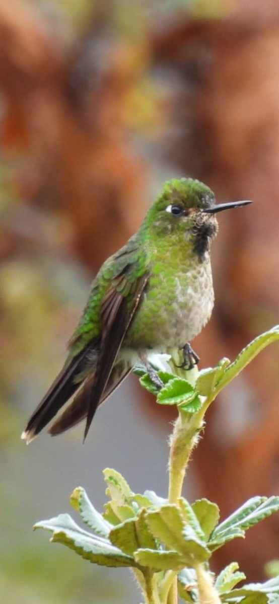 Tyrian Metaltail - ML641944336