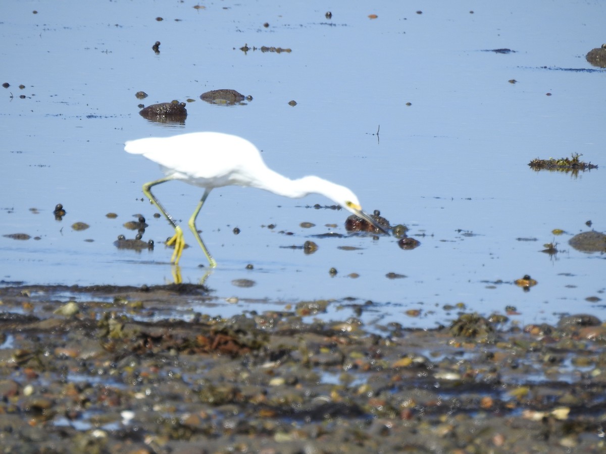 Snowy Egret - ML641944345