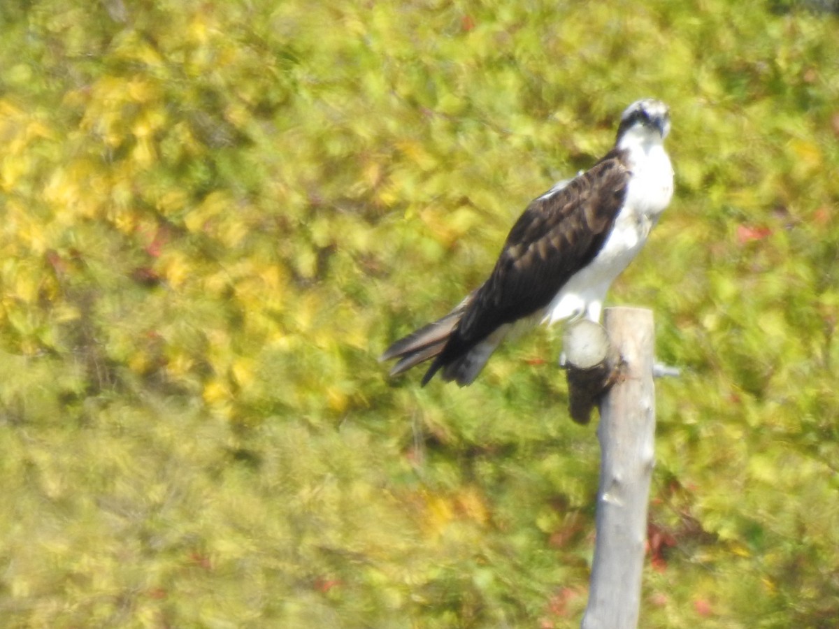 Osprey - ML641944353