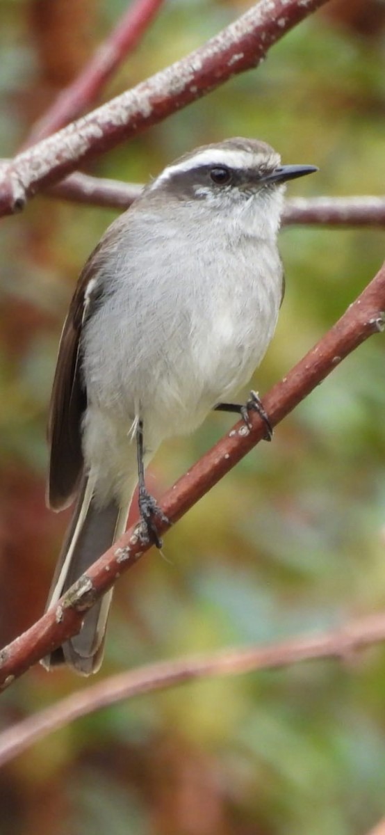 White-browed Chat-Tyrant - ML641944354