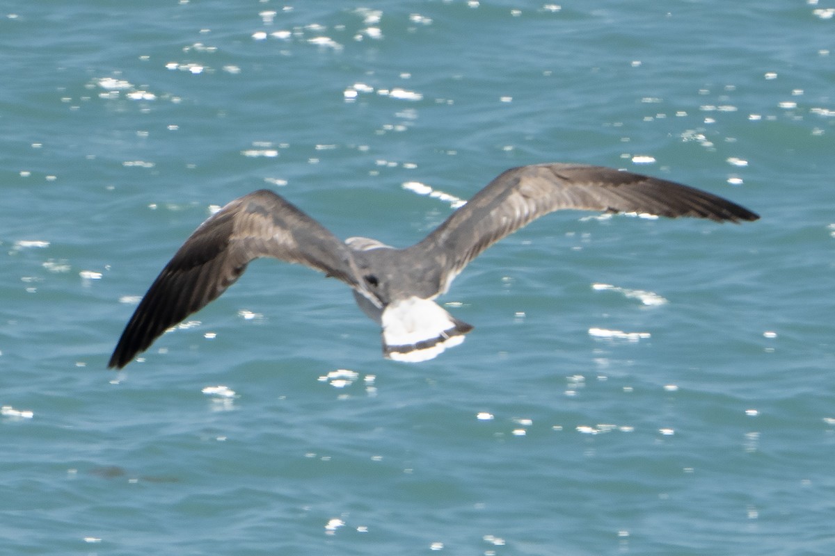 Pacific Gull - ML641944358