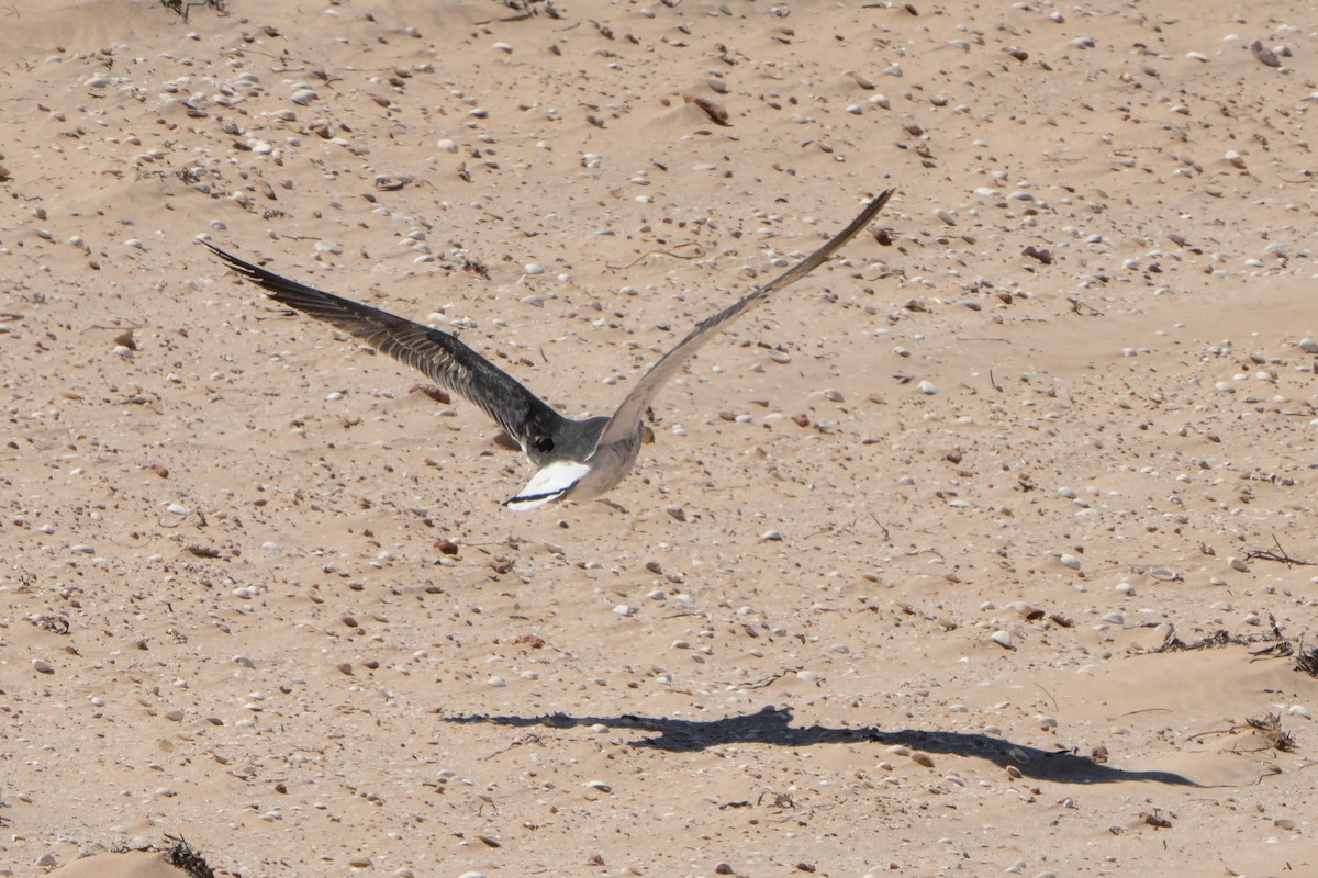 Pacific Gull - ML641944359