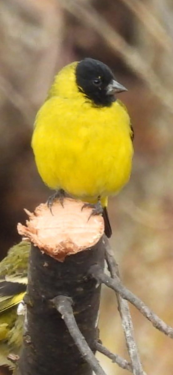 Hooded Siskin - ML641944372