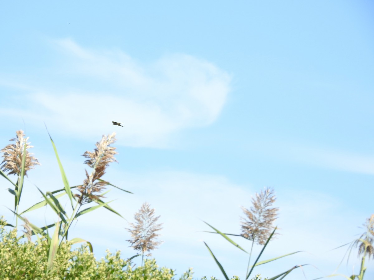 Merlin - ML641944373