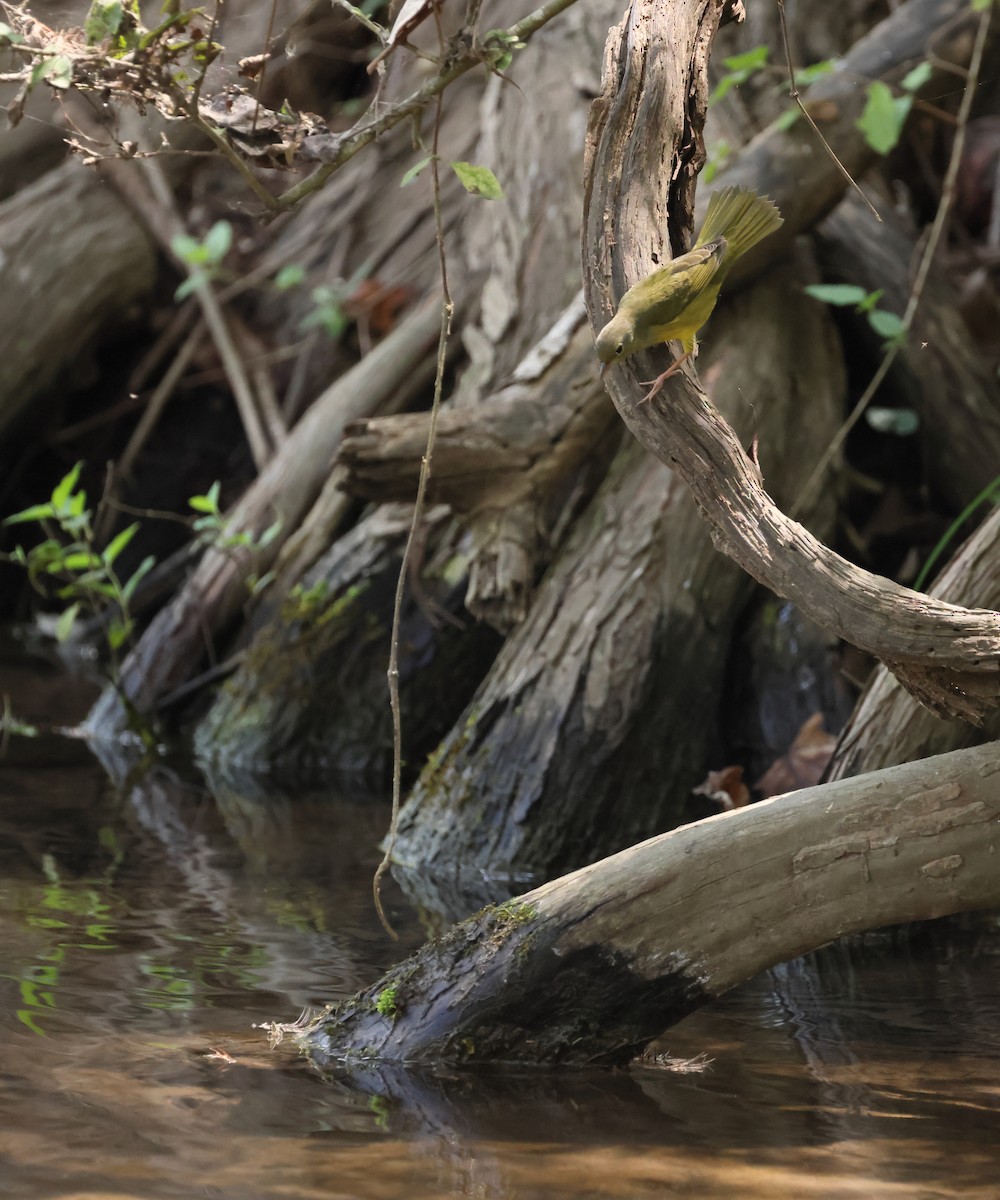 Mourning Warbler - ML641944390