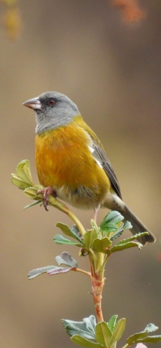 Peruvian Sierra Finch - ML641944393