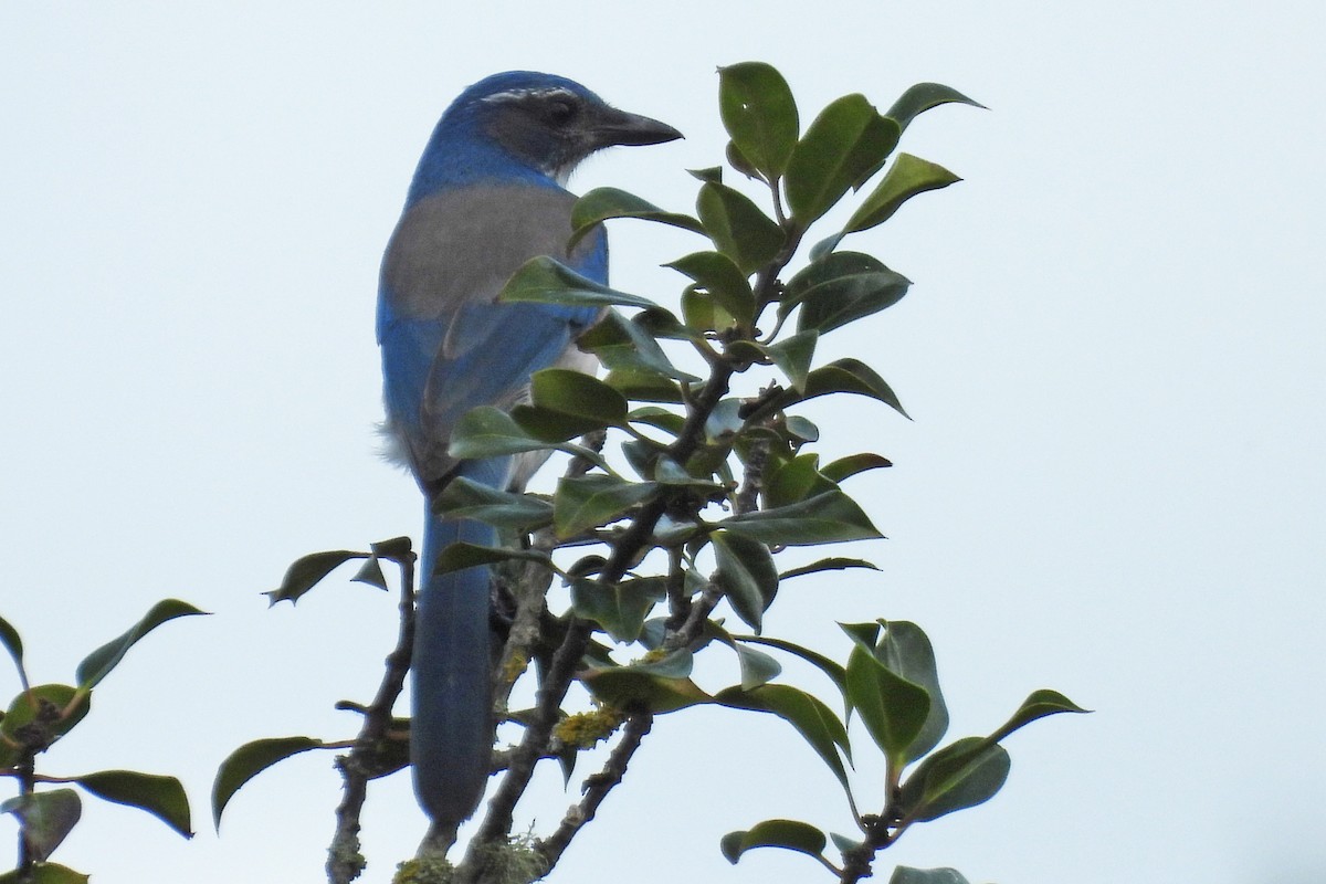California Scrub-Jay - ML641944401