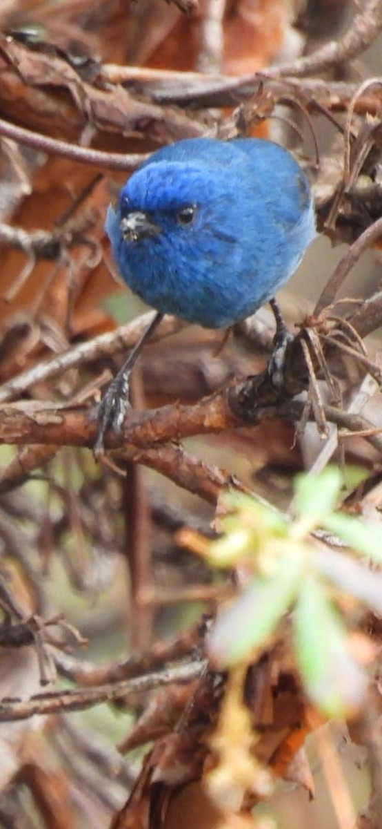Tit-like Dacnis - ML641944404