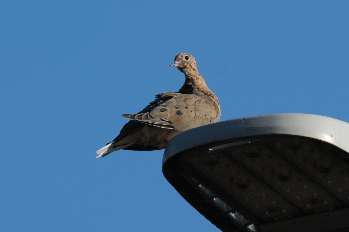 Mourning Dove - ML641944407