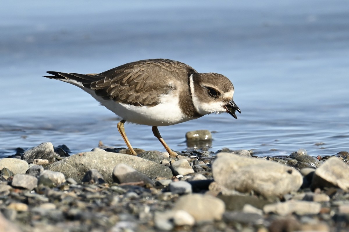 Semipalmated Plover - ML641944408