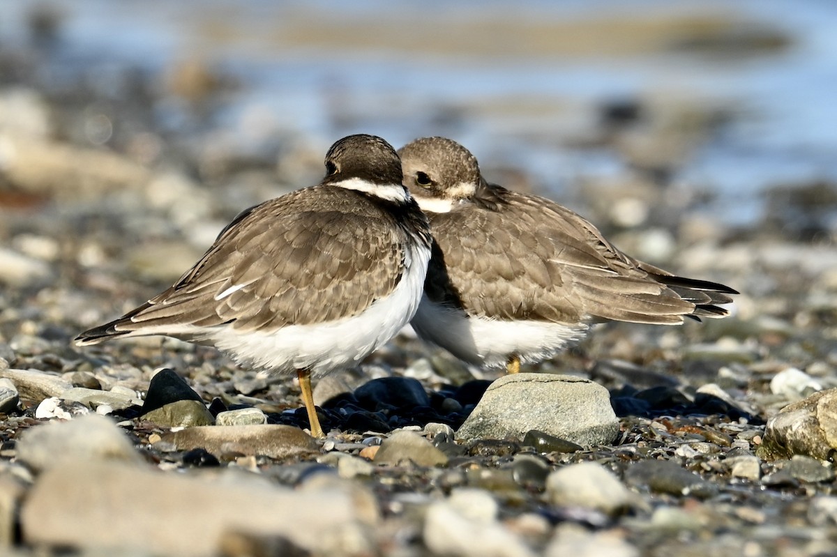 Semipalmated Plover - ML641944409