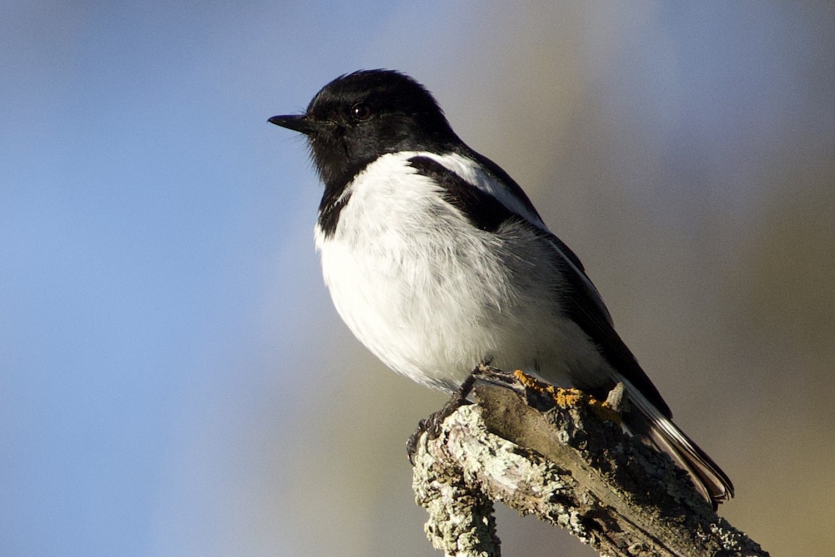 Hooded Robin - ML641944415