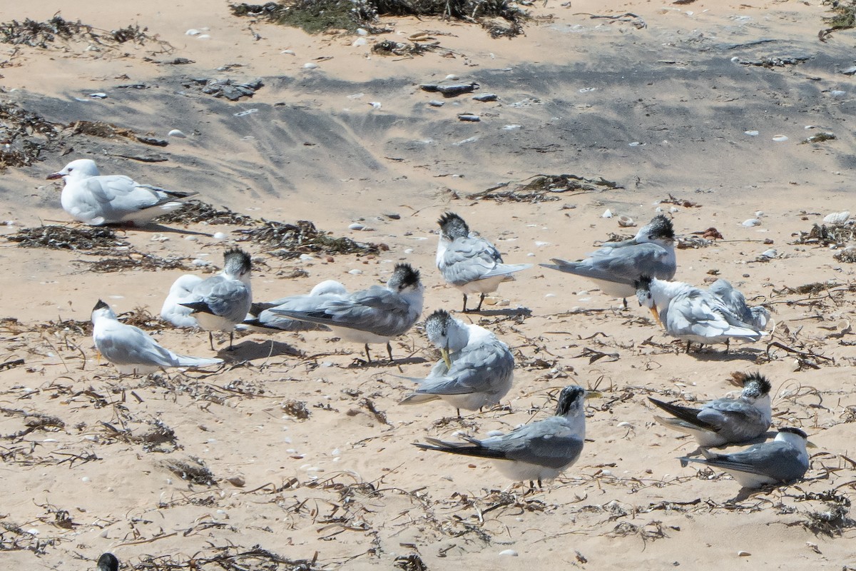 Great Crested Tern - ML641944418