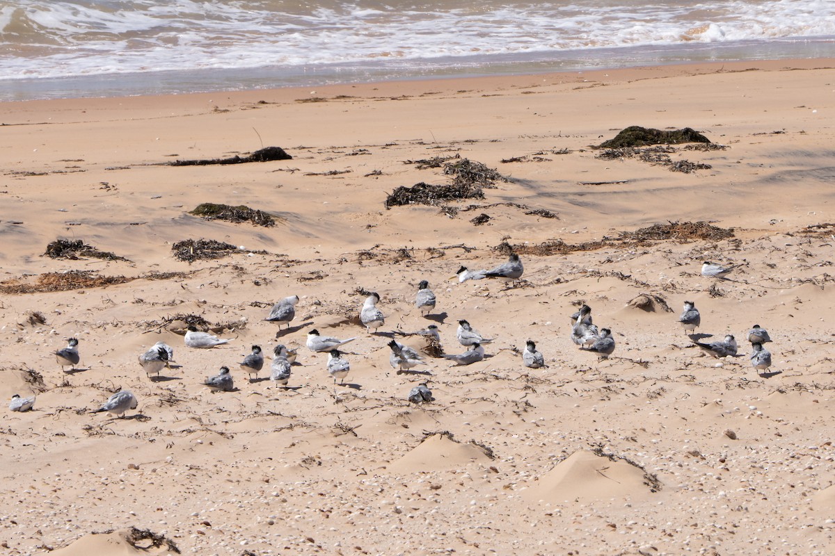 Great Crested Tern - ML641944419
