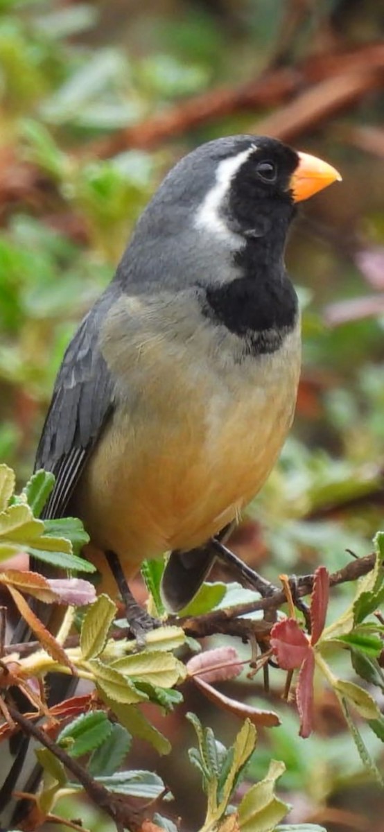 Golden-billed Saltator - ML641944420
