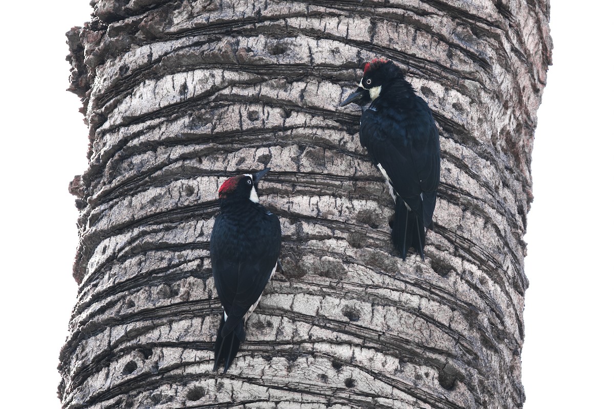Acorn Woodpecker - ML641944422