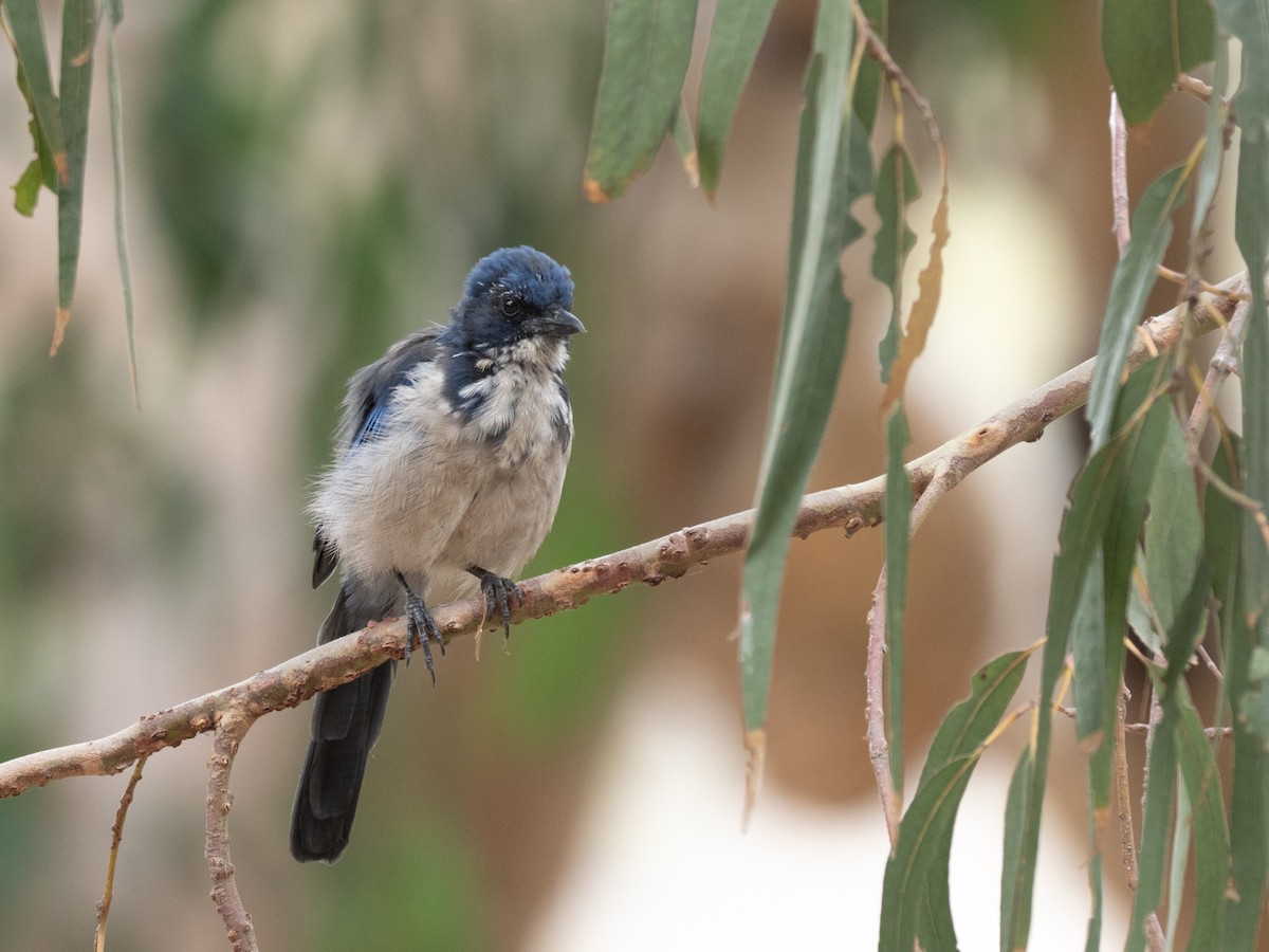 Island Scrub-Jay - ML641944423