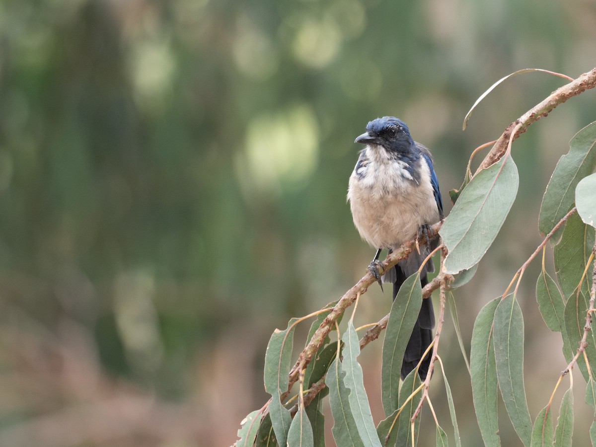 Island Scrub-Jay - ML641944424