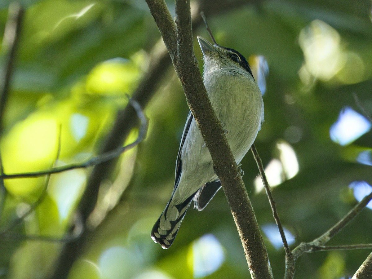 Black-capped Becard - ML641944425
