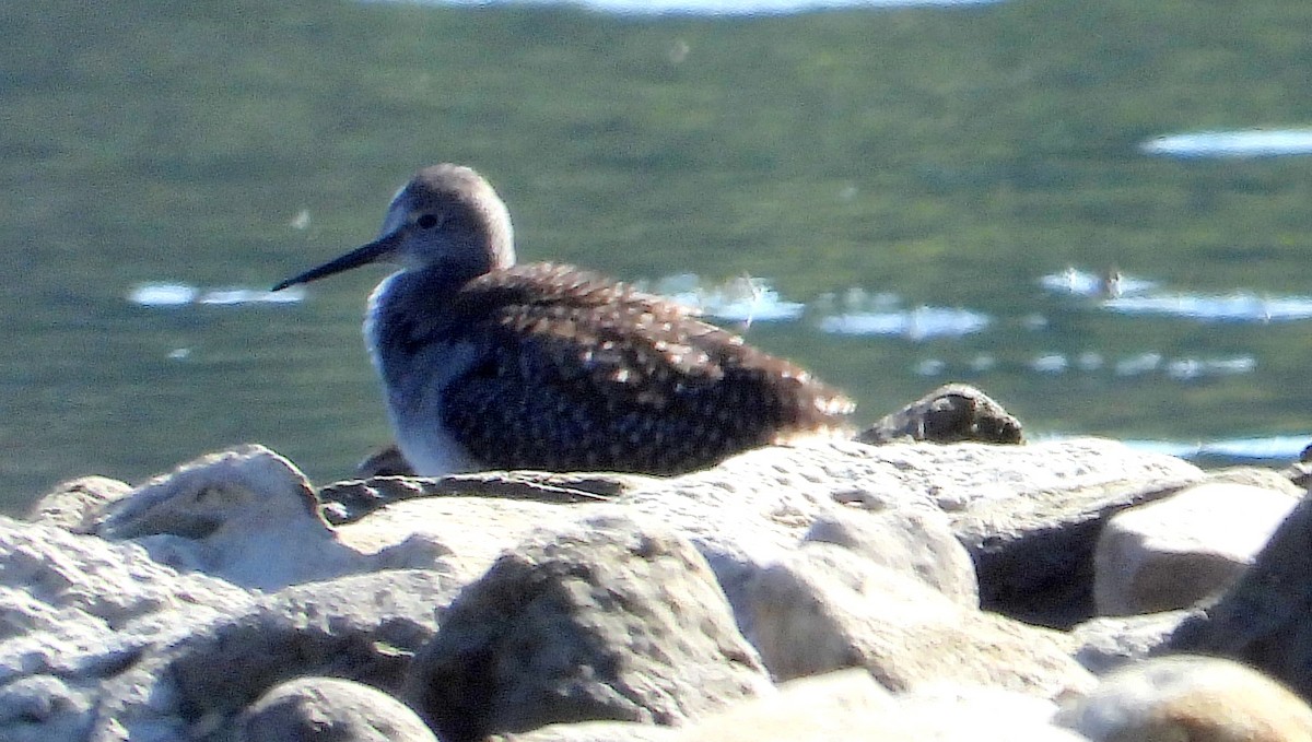 Greater Yellowlegs - ML641944429