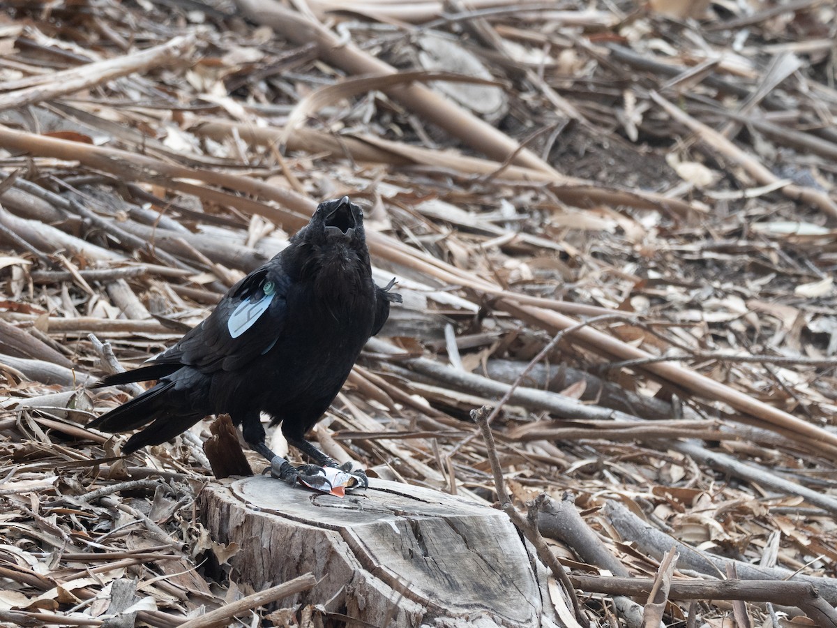 Common Raven - ML641944430